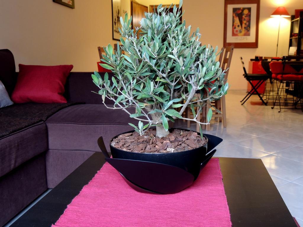 B&B Il Rosso E Il Nero Zafferana Etnea Extérieur photo